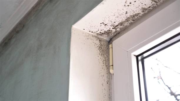 Best Bathroom Mold Remediation in Hendersonville, TN