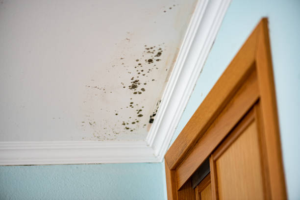 Trusted Hendersonville, TN Mold Remediation Experts