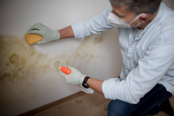 Best Kitchen Mold Remediation in Hendersonville, TN