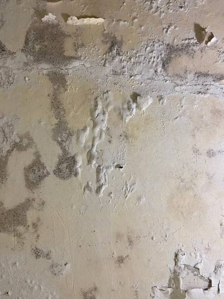 Best DIY Mold Remediation Support Services in Hendersonville, TN