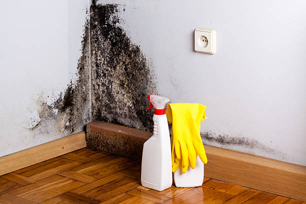 Best Crawl Space Mold Remediation in Hendersonville, TN